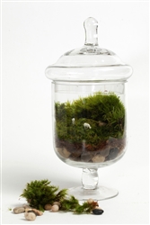 Grazed and Confused Readymade Terrarium