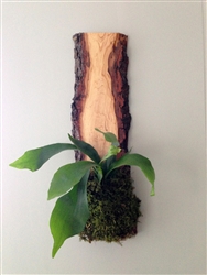 Live Edge Planter Staghorn