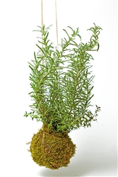 Rosemary & Thyme Kokedama (String Garden)