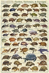 Turtles. Tortoises & Terrapins - Laminated