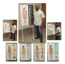 See-Through Sally Human Anatomy Display