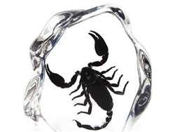 Large Scorpion Paperweight