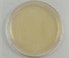 LB Agar Miller (Luria-Bertani) 10 plates