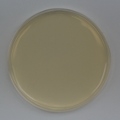 Mueller Hinton Agar 10 prepared plates