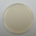 R2A Agar 10 prepared plates