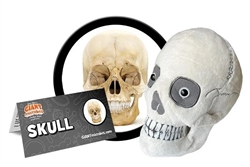 Giant Microbes - Skull