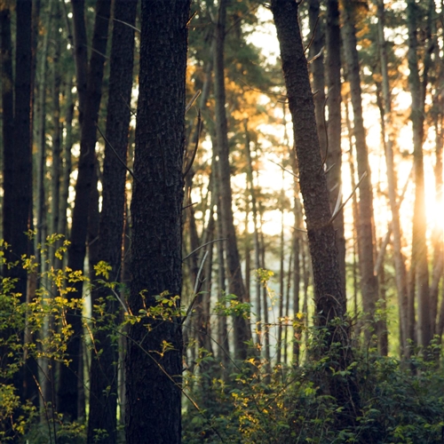 Carbon Neutral Road to Net Zero