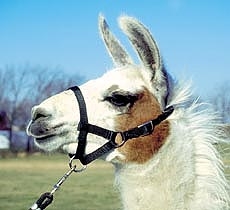 Amish Light Standard Llama Halter