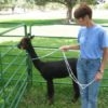 Zephyr  Halter Training and Catch Rope