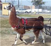 Standard Driving Harness