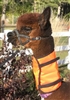 Hunting Season Neckbands-Alpaca or Llama