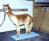 Camelid Scale - For Alpacas -FREE SHIPPING!