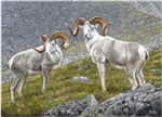 Yukon Fannin Rams