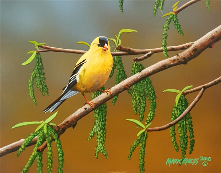 Goldfinch By Mark Kness
