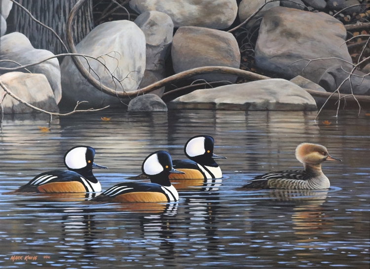 Hooded Mergansers By Mark Kness