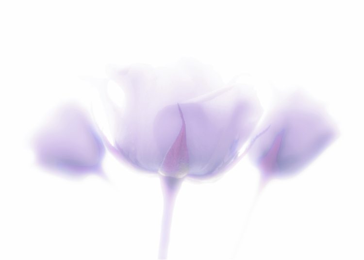 Lavender Roses by Hal Halli