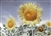 Sunflower in the Silver Sky by Hal Halli