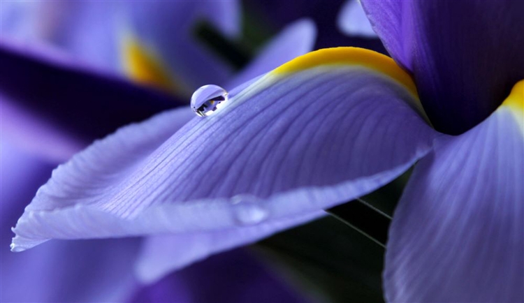 Spring Iris by Krissy Katsimbras