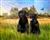 Black Labs - dog by Lois Stanfield