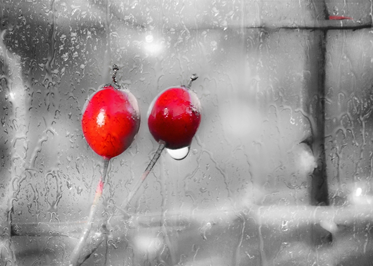 Red Cherries on a Rainy Day by Hal Halli