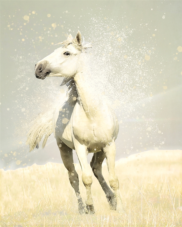 Wild White Horse by Hal Halli
