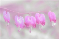 Soft Hearts of Spring by Hal Halli