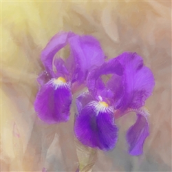 Painted Iris by Hal Halli