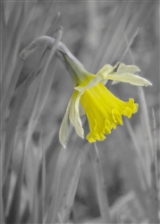 Daffodil Comes Out by Hal Halli