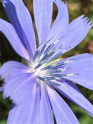 Blue Chicory by Mary Kate Egan