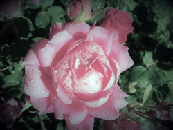 Blush Rose after Rain by Mary Kate Egan