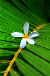 Plumeria Palm