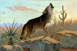 Desert Song Wolf