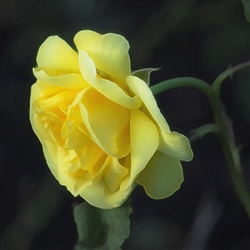 Yellow Rose by Hal Halli