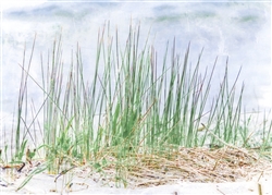 Grass on the Beach by Hal Halli
