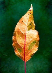 Portrait of an Autumn Leaf by Hal Halli