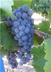 Malbec California Grapes