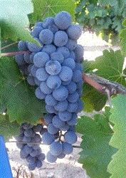 Barbera Lanza Suisun Grapes