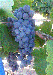 Merlot Paso Robles California Grapes