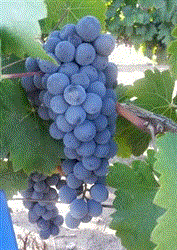 Nero D'Avalo Contra Costa Grapes