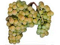 Sauvignon Blanc Lanza Suisun Grapes