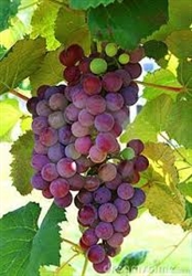 Pinot Noir Washington Grapes