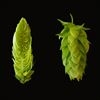 Cascade Leaf Hops 2 oz