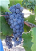 Malbec Fresh Chilean Grapes