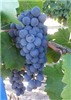 Merlot Fresh Chilean Grapes 18lb