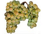 Chardonnay Fresh Chilean Grapes