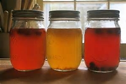 Make your own Kombucha