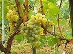 Viognier Mettler Grapes