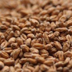 Wheat Malt English 1 lb