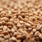 Wheat Malt Raw Unmalted 1 Lb