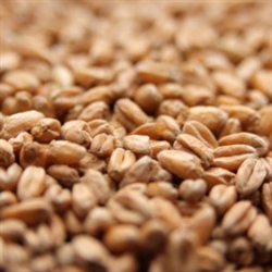 Wheat Malt Raw Unmalted 1 Lb